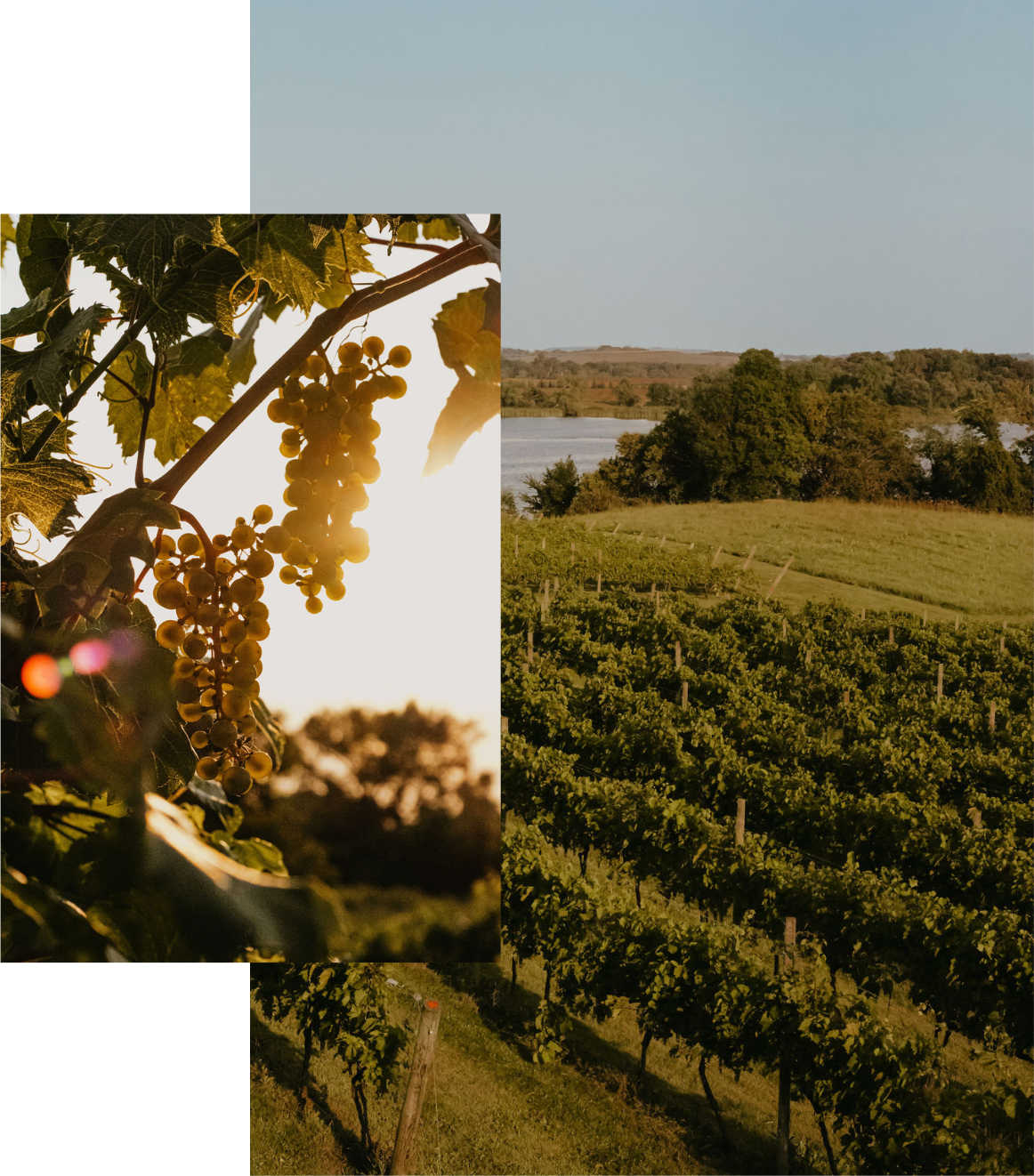 Wooden Link Vineyard overlooking lake and red grape cluser