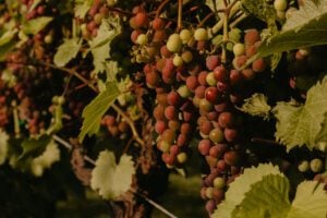 Wooden Link Vineyard grape closeup
