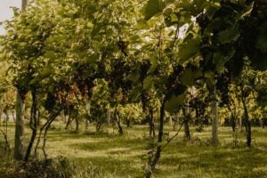 Wooden Link Vineyard grape closeup
