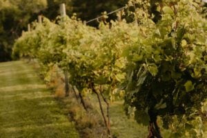 Wooden Link Vineyard vine closeup