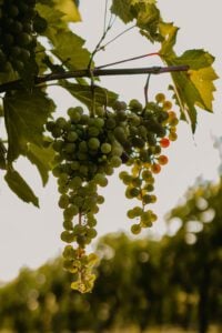 Wooden Link Vineyard grape closeup