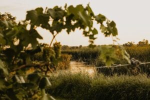 Wooden Link Vineyard
