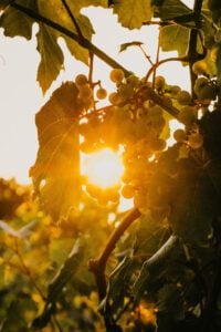 Wooden Link Vineyard grape closeup