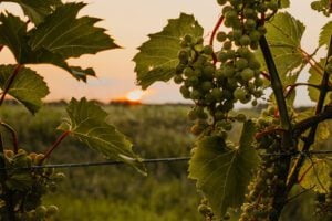 Wooden Link Vineyard grape closeup