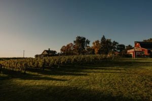 Wooden Link vineyard buildings and vines
