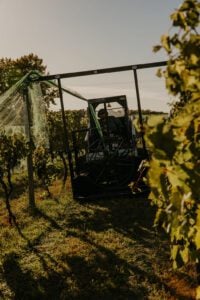 Wooden Link vineyard during Harvest