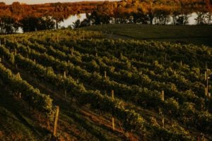 Wooden Link vineyard overlooking lake