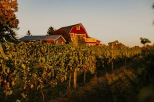 Wooden Link vineyard during sunset