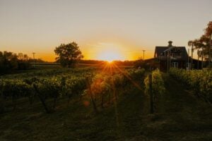 Wooden Link vineyard during sunset